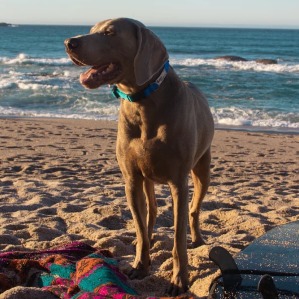 perro barcelona